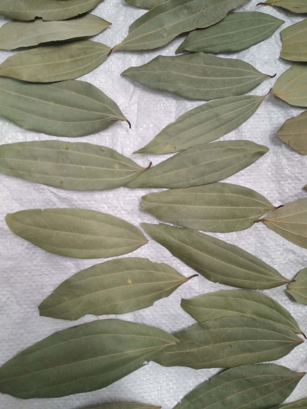 Bay Leaf from Nepal